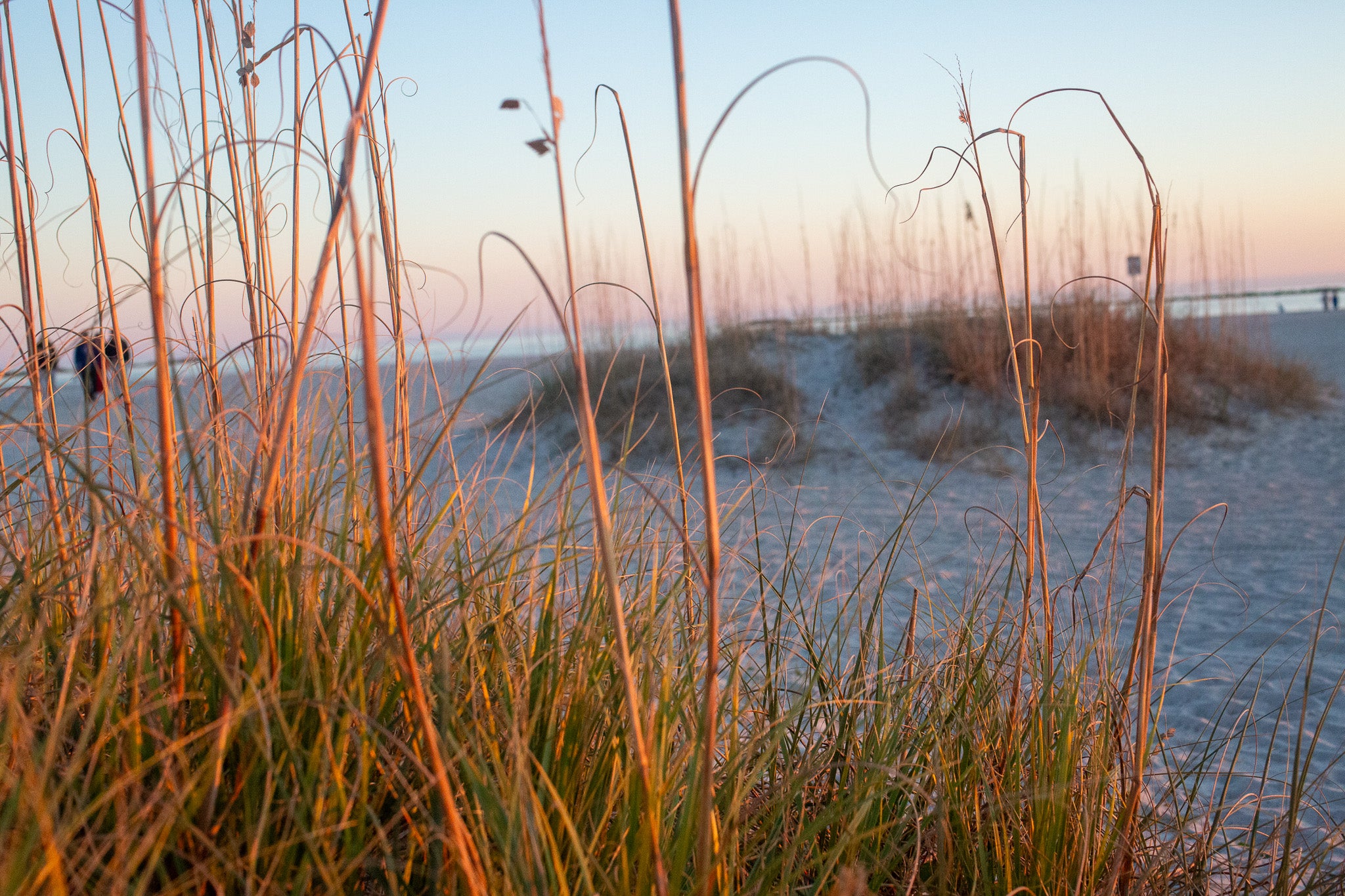 beach sand and reeds at sunset